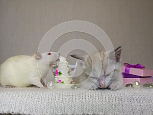 Sleeping kitten and white rat. Tom and Jerry. Cat and mouse together. Among sweet food