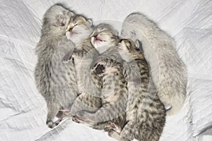 5 Sleeping kittens