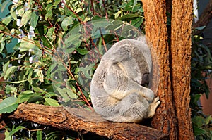 Sleeping Koala bear on a branch