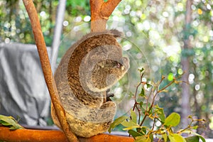 Sleeping koala bear on Eucaliptus tree in HARTLEY’S CROCODILE ADVENTURES