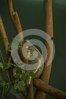 Sleeping Koala bear in a Eucalyptus Tree