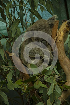 Sleeping Koala bear in a Eucalyptus Tree