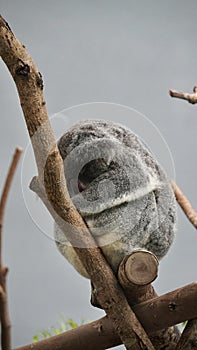 sleeping koala bear zoo in taipei Taiwan, animal australia