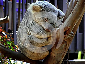 Sleeping koala on branch