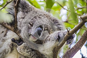 Sleeping koala on eucalyptus tree