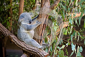 Sleeping koala on eucalyptus tree