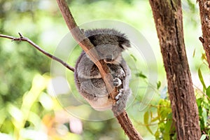 Sleeping koala on eucalyptus tree, sunlight