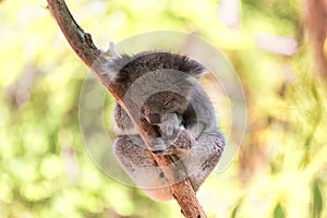 Sleeping koala on eucalyptus tree, sunlight.