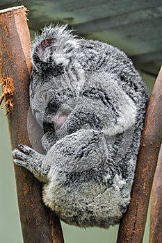 Sleeping koala in Featherdale Wildlife Park, Australia