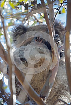Sleeping koala sitting on a branch, focus on claws and nose