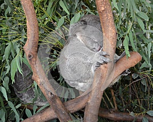 Sleeping koala sitting on an eucalyptus tree branch