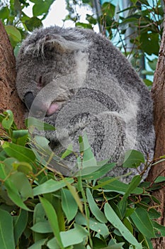 A sleeping koala sitting in a tree