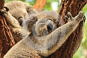 Sleeping koalas photo