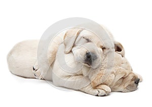 Sleeping Labrador puppies