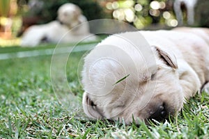 Sleeping labrador puppies on green grass