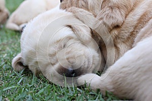 Sleeping labrador puppies on green grass