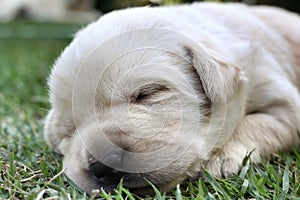 Sleeping labrador puppies on green grass