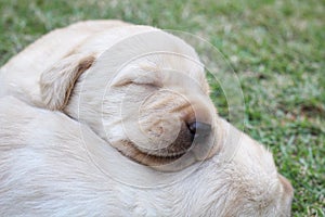 Sleeping labrador puppies on green grass