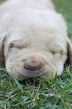 Sleeping labrador puppies on green grass