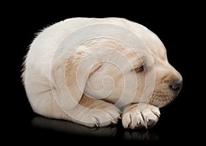 Sleeping Labrador puppy dog