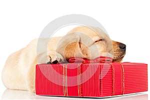 Sleeping labrador puppy on a gift