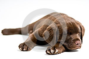 Sleeping Labrador Retriever puppy