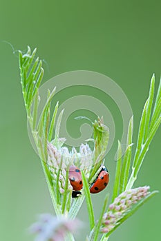 Sleeping ladybird beetles in grass at dusk