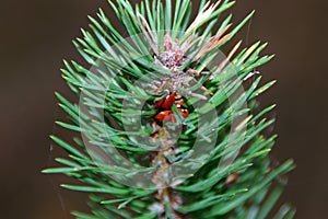 Sleeping ladybugs