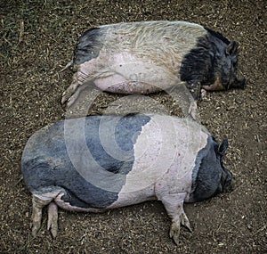 Sleeping lazy pigs in farm