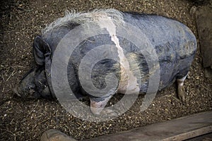 Sleeping lazy pigs in farm