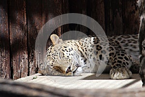 Sleeping leopard photo