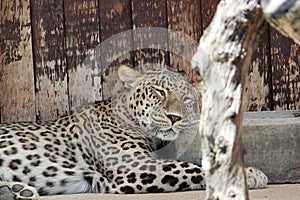 Sleeping leopard photo