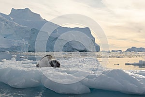 sleeping leopard (Hydrurga leptonyx) on an ice floe in the Antarctic at Cierva Cove