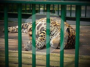 A Sleeping Leopard inside a Cage