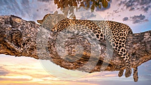 A sleeping leopard in Savute, Botswana.