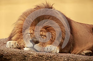 Sleeping lion