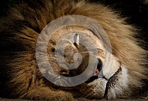 Sleeping lion