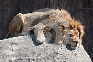 Sleeping Lion