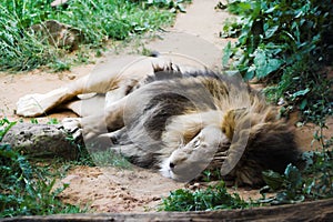 Sleeping lion