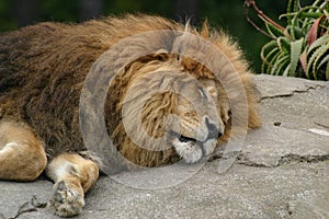 Sleeping lion