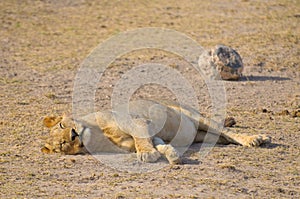 Sleeping lion, amboseli national park, kenya