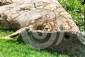Sleeping lion in Bioparc photo