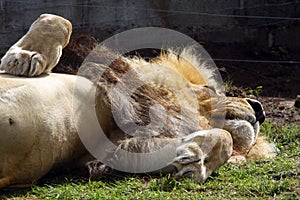 Sleeping Lion in captivity