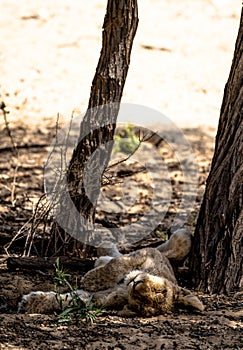 A sleeping lion cub in the shadow of a tree