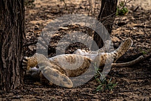 A sleeping lion cub in the shadow of a tree