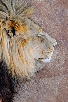 The Sleeping Lion