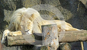 Sleeping lion