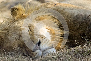 The sleeping lion is one of the five big lions of Africa, as well as the largest carnivore of the African savannah in South Africa