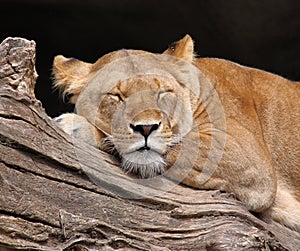 Sleeping lion - Portrait