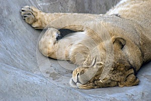 Sleeping lion portrait